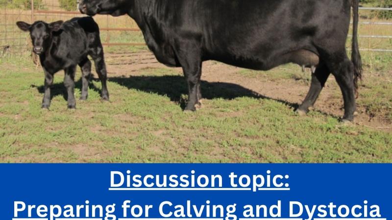 Preparing for Calving and Dystocia ( CAIP Education Class) 